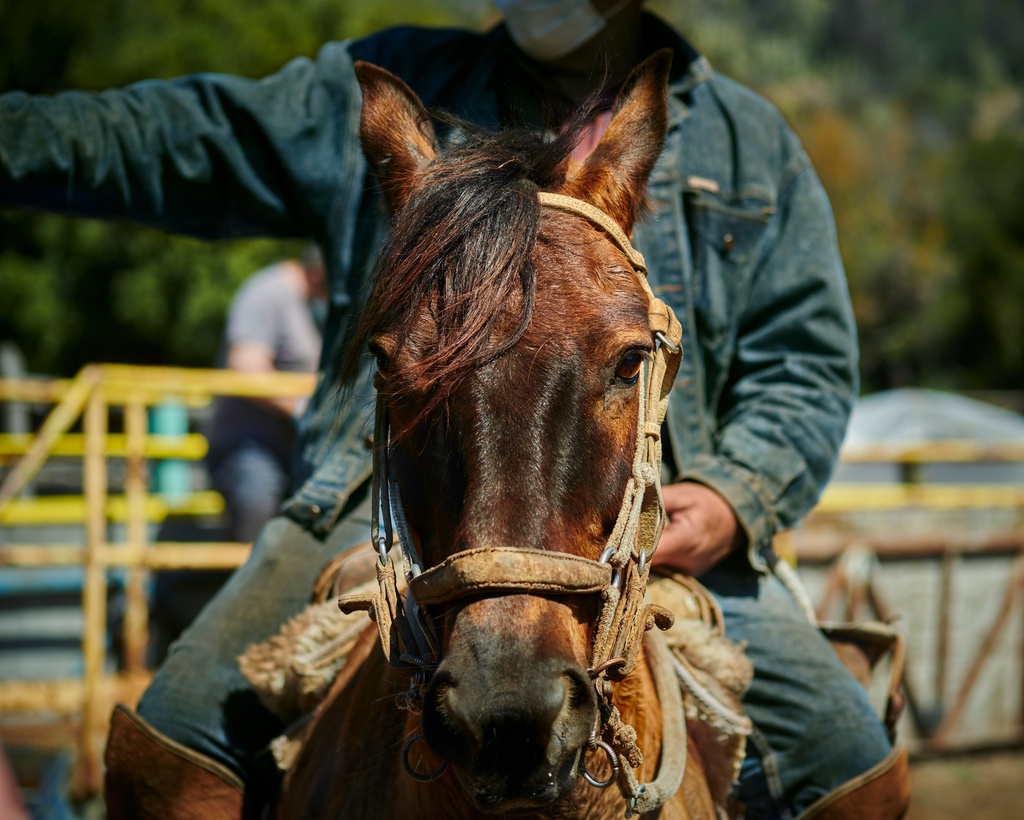 Cabalgata